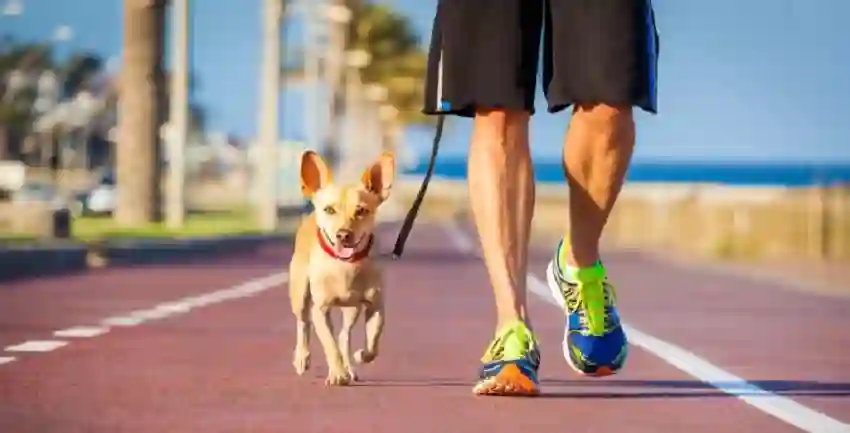 Dog Harness Care and Maintenance: Keeping Your Pup’s Gear in Top Shape