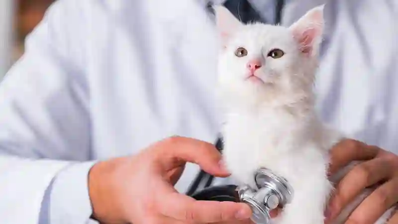 Emergency Care for Your Kitty: The Role of Cat Insurance